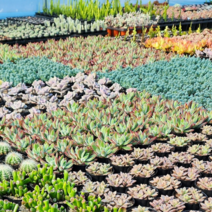 그리너리농장 다육이모음 다육식물 선인장 농장직송 국민다육이 1000원, D02.크리스보니