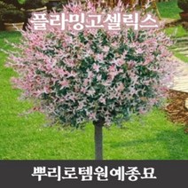 뿌리로템원예종묘_플라밍고샐릭스 나무 묘목 키100cm 이상 포트 버드나무, 플라밍고샐릭스 키100cm이상 포트  1개, 1개