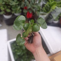 식물 공장 부레옥잠 수생식물 물배추 소품 공기정화식물 반려식물 관엽식물 10s