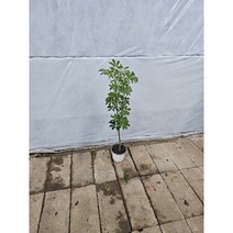 높이 1미터 홍콩야자 외목대 중품 99, 1개