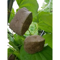 열매마 하늘마 3kg 5kg, 열매마3kg