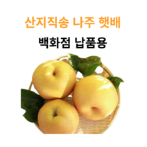 정직한농산물 나주배 명절 선물세트, 1개, 01. 6kg 나주배 (대형마트 납품용)