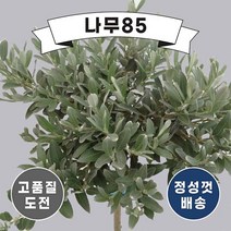 (나무85) 올리브버들 (I am Oliver) 키 80cm 내외 스탠드형