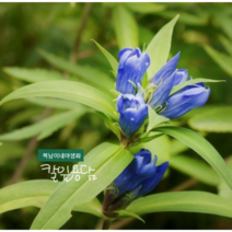 칼잎 용담 [4포트](복남이네 야생화 모종 젠티아나 gentiana 퍼플 가을) 토종식물