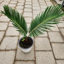 소철나무 중품 꽃비관엽, 1개