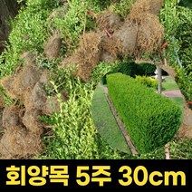 회양목 묘목 회양목나무 아파트 식물 울타리 정원 화단 조경 5주 30cm, 1개