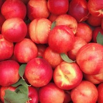 복숭아(천도)/천홍 접1년(특) 뿌리/2개(N0012)