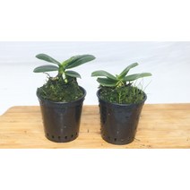 [골든플랜트] 대엽풍란 풍란 서양란 석부작 착생란 공기정화식물 착생 착생식물 풍란키우기 숯부작