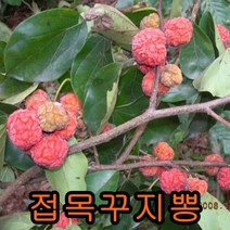 접목꾸지뽕 나무 1년특묘 2그루 꾸지뽕나무 나무 묘목 과일나무 유실수 오디나무