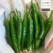 바르다야채 아삭한 오이고추(특) 1kg 5kg 10kg 오이맛고추, 1개