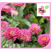 백일홍 핑크 씨앗(50립) -종자씨앗 꽃씨앗 채소씨앗 구근식물 야생화 약초 포천매화동농장 씨앗모음