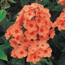 야생화피어나라플라워 후룩스 뿌리 (오렌지 퍼펙션) 1Set 2뿌리