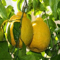 귤나무(한라봉)/접목2년/묘목/k0712, 1개