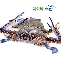 [당일조업] 신진도 활꽃게 2kg 3kg (6-10미) 꽃게탕 찜 가을 꽃게 산지직송, 2K