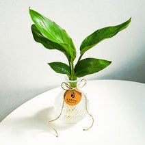 [GREENI] 여인초 극락조 수경재배 키우기 쉬운 음지 수상 반려 식물 선물, 프리미엄(여인초+투명병+영양제+코스터)