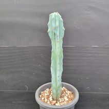 꽃다리 용신목 76 다육식물 선인장 아이만배송