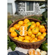 (무료반품보장)제주귤 서귀포귤 노지감귤 산지직송 제철감귤 극조생귤 조생귤, 대과, 5kg, 1개