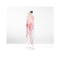 Plant Specimen : Peacock grass [200ml] - 식물표본 : 피코크 그라스