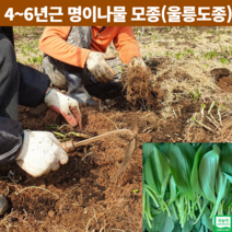 강원도 홍천 재배 자연산 국산 울릉도 종 산마늘모종 명이나물 모종 종근 뿌리 4년 5년근 6년근 명이종근 종자 토종 50촉 100촉, 모종 100촉