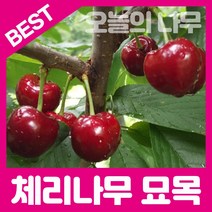 합리적 가격의 우수한 체리묘목(홍수봉 라핀 레기나 타이톤 등), 라핀(자가수정) 접목묘 상묘
