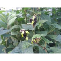 (메밀종자씨앗) 쓴메밀(60g) S2522, 1개