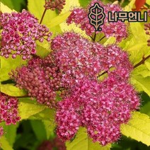 조팝나무 나무언니, 황금조팝5치포트(2개1세트)