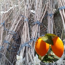 감나무 식목일 묘목 원예 특묘 대봉 특묘목 1주