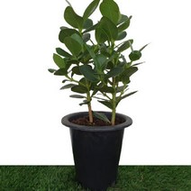 [카니발플라워]크루시아(cf137), 1개