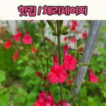 핫립세이지(15cm 화분) 체리세이지 / 노지월동, 1개
