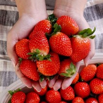 달콤한 산청 딸기 1kg(중품), 단품