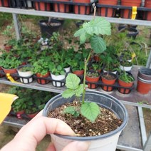 슈퍼블랙베리묘목-V11(흑정 )포트묘 가시없는복분자, 1개