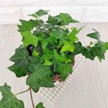 강동상회 넝쿨식물 청아이비 소 화훼농장 공기청정 실내 쉬운 키우기