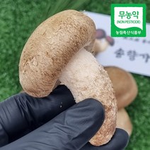 국내산 송화 송고 송화고 송향가 버섯 500g 1kg 무농약 산지직송 손질버섯, 가정용 500g