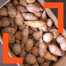 파머스넷 2023년 갓 수확한 햇 한입 고구마, 한입고구마 10kg, 1개