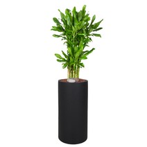 세시의정원사 자체제작 황금죽 고급화분 서울 경기 당일배송, 20.황금죽+06.검은색 원통형, 20.황금죽, 06.검은색 원통형