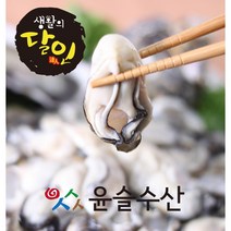 17일(화) 낮12시까지 설날명절 앞 택배발송마감!~~ 영양만점통영생굴(횟감용) 5KG, 4kg