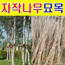 (D소망)백자작(자작나무)묘목(2년생) 7그루