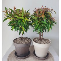 토분식물모음전 피어리스 인삼팬다 녹보수 실내공기정화식물, 모카