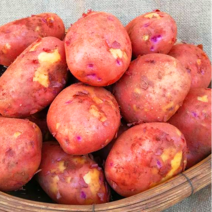 2023년 청원농산 포슬포슬 카스테라 햇홍감자 5kg 10kg, 5kg(중), 1개