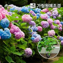 정원수국 엔들레스썸머 마크로필라 15cm포트, 블룸스트러크 15cm포트(2개 세트)