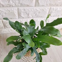 집에서키우기쉬운식물 블루스타고사리(소) 실내화초, 본상품선택