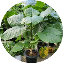 휘커스 움베르타 플랜테리어, 1개