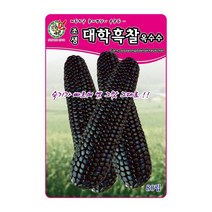 오스템 옥수수씨앗 조생대학흑찰옥수수 80립