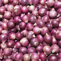 샬롯 (Shallot), 1kg, 1팩