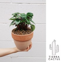 *티에라선인장* 귀여운 공기정화식물 미니수박 수박페페L - 토분 2color, 이태리 화이트 베이지 소보로 토분 (받침 불포함)