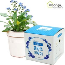 우리가스토리 미니화분키우기 꽃 화초 공기정화식물 새싹 허브 텃밭 화분 상추재배 새싹키우기, 1팩, 꽃집사_물망초