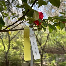 10P 수목표찰 네임텍 이름표 농장 과수원 주말농장, 옐로우