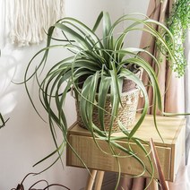 틸란드시아 대형 그린 인테리어 베란다 정원 조화 인조 식물 플랜테리어 세로그라피카 코튼캔디 에어플랜트, FH9-37 레드