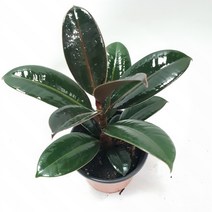 도도팜 고무나무 멜라닌고무나무 뱅갈고무나무 고무나무중품 공기정화식물, 1개, 01. 고무나무