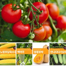열매 채소 씨앗 모음 마이플랜트 강낭콩 와송 오이 호박 여주 고추 종자 베란다텃밭, 그린와송